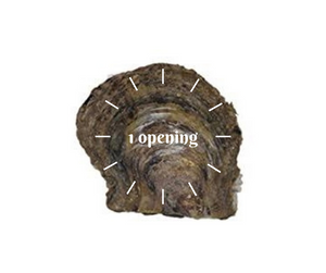 Oyster Opening